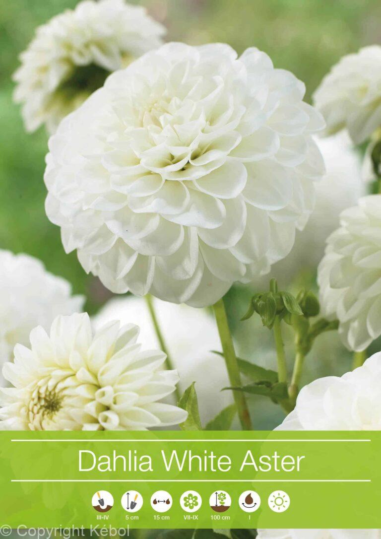 Dahlia White Aster