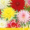 Dahlia Cactus Mixed