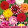Dahlia Decorative Mixed
