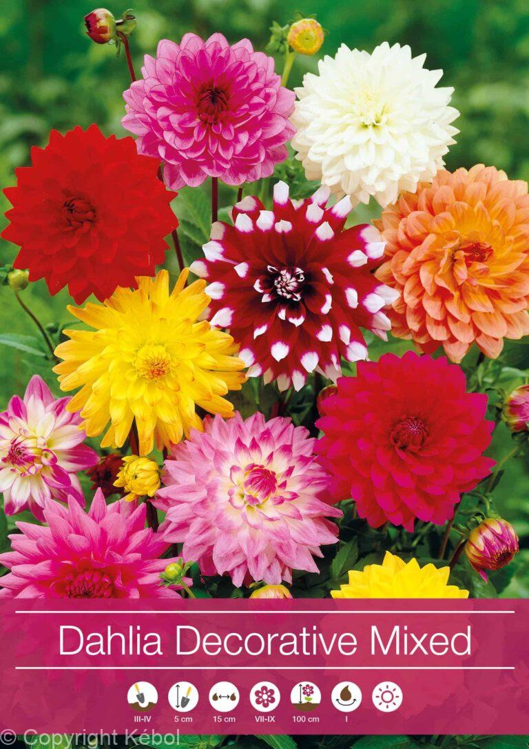 Dahlia Decorative Mixed