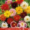 Dahlia Unwinn Mixed