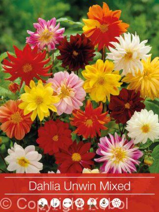 Dahlia Unwinn Mixed