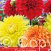 Dahlia Mixed Orange/White/Red