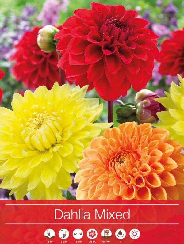 Dahlia Mixed Orange/White/Red