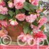 Begonia Cascade Florence