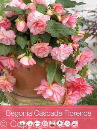Begonia Cascade Florence