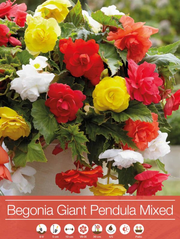 Begonia Giant Pendula Mixed