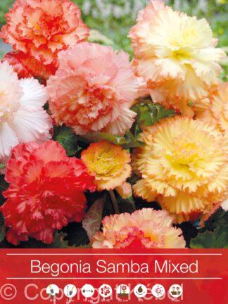 Begonia Samba Mixed
