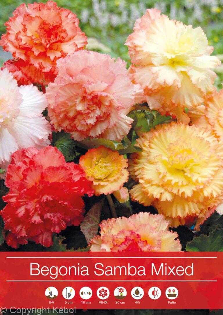 Begonia Samba Mixed
