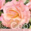 Begonia Picotee Pastel Salmon