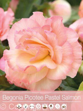 Begonia Picotee Pastel Salmon