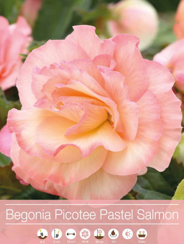 Begonia Picotee Pastel Salmon