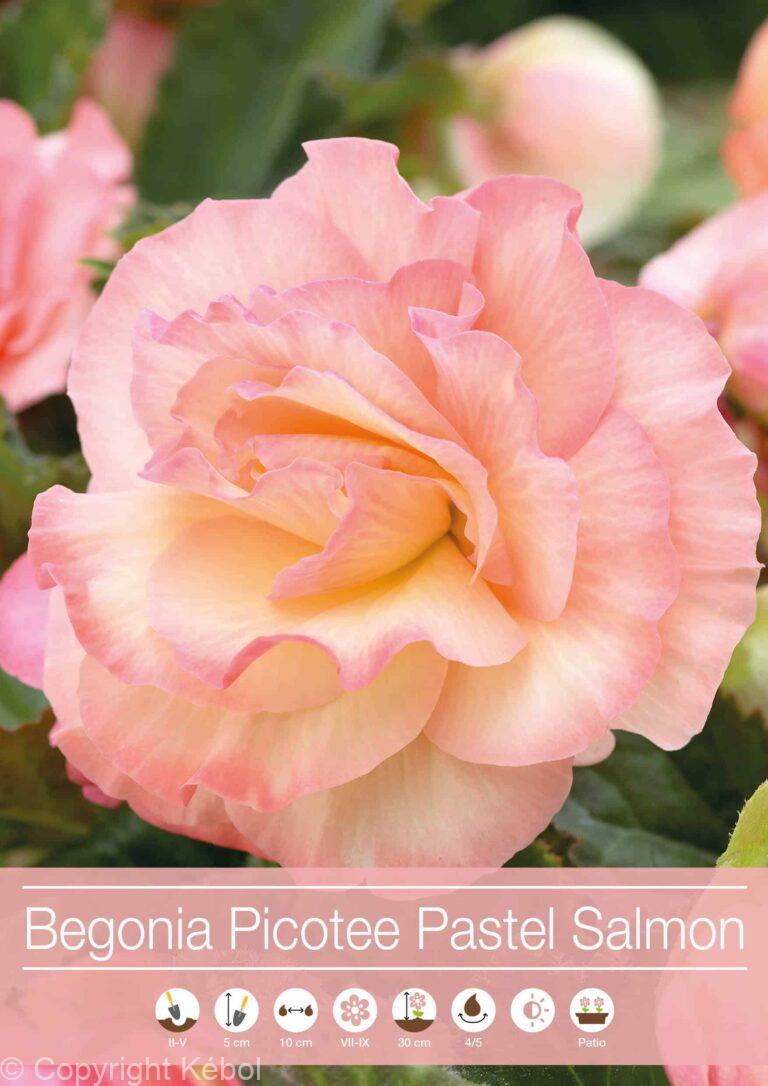 Begonia Picotee Pastel Salmon