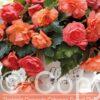 Begonia Cascade Odorosa Sweet Pink