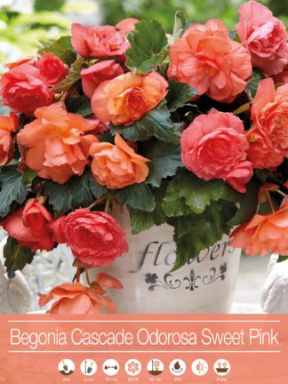 Begonia Cascade Odorosa Sweet Pink