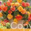 Begonia Golden Balcony
