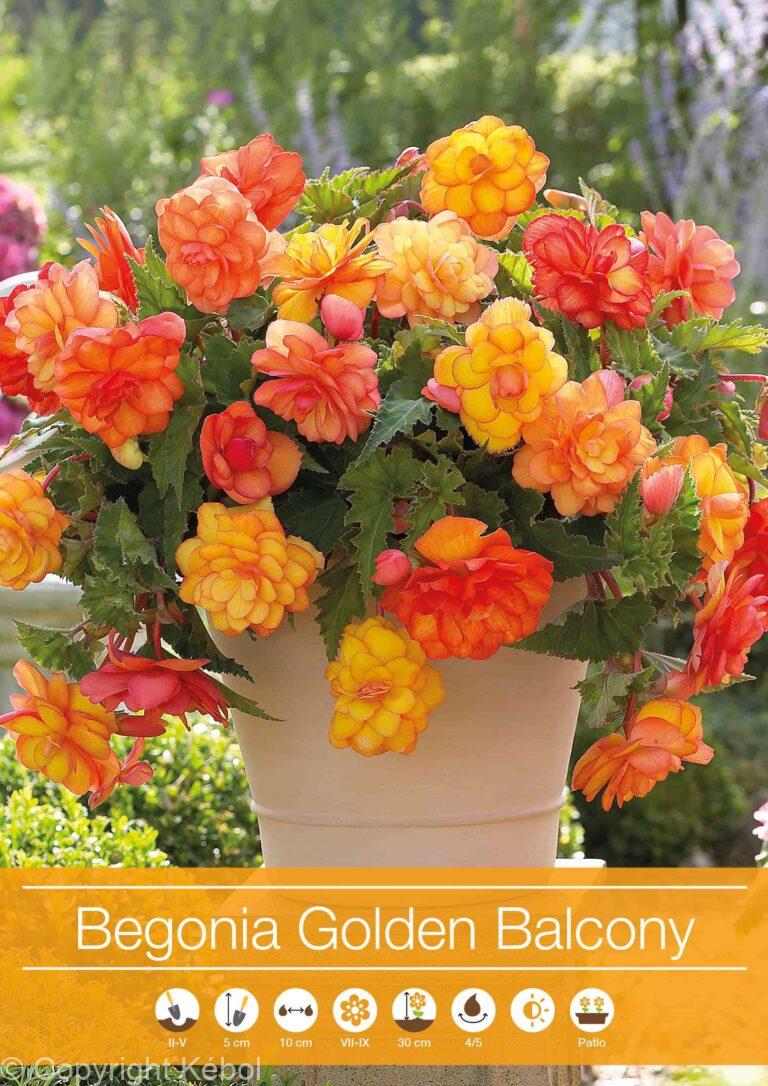 Begonia Golden Balcony