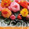 Begonia Picotee Mixed