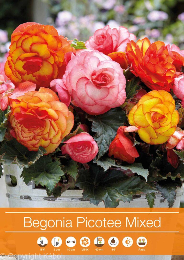 Begonia Picotee Mixed