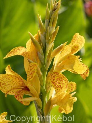 Begonia Double Yellow