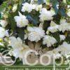 Begonia Illumination White
