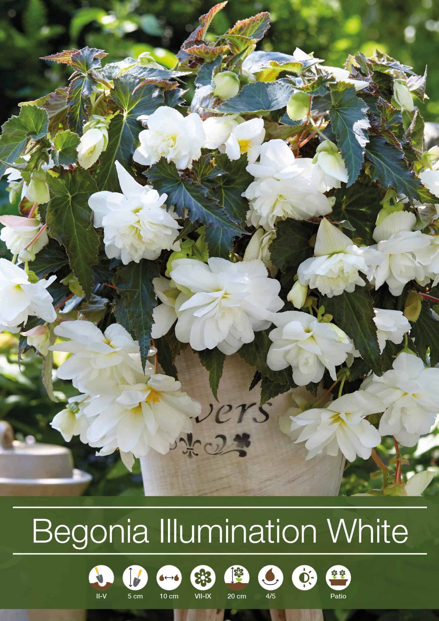 Begonia Illumination White