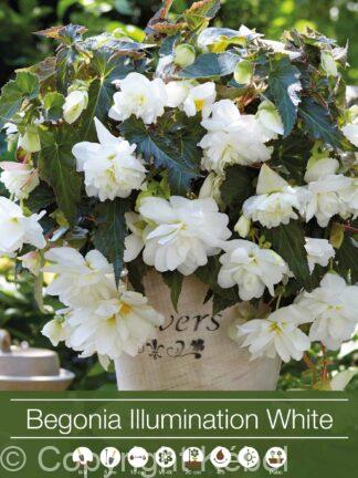 Begonia Illumination White