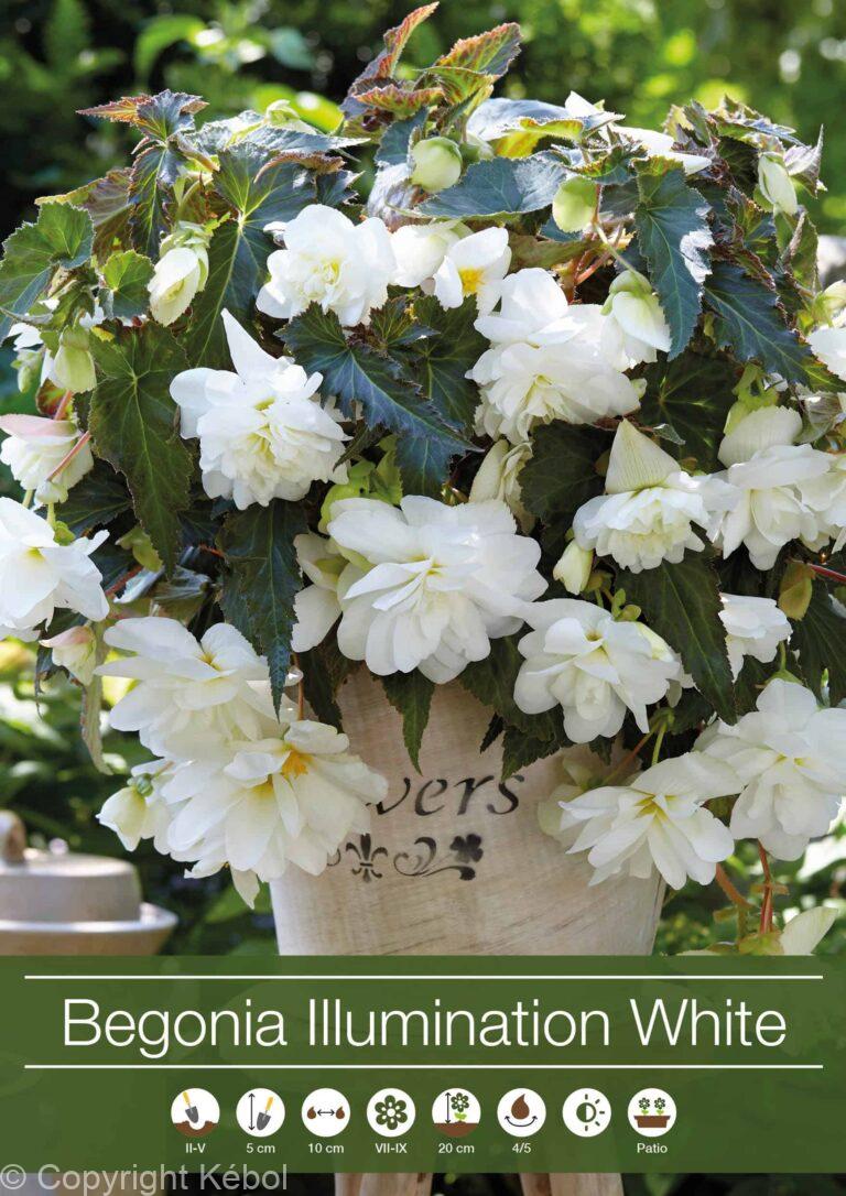 Begonia Illumination White