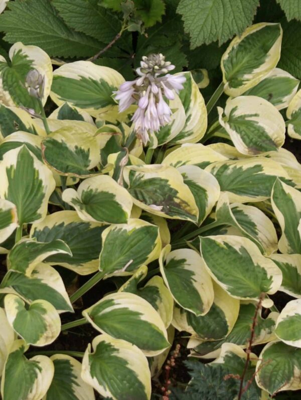 Hosta Brim Cup
