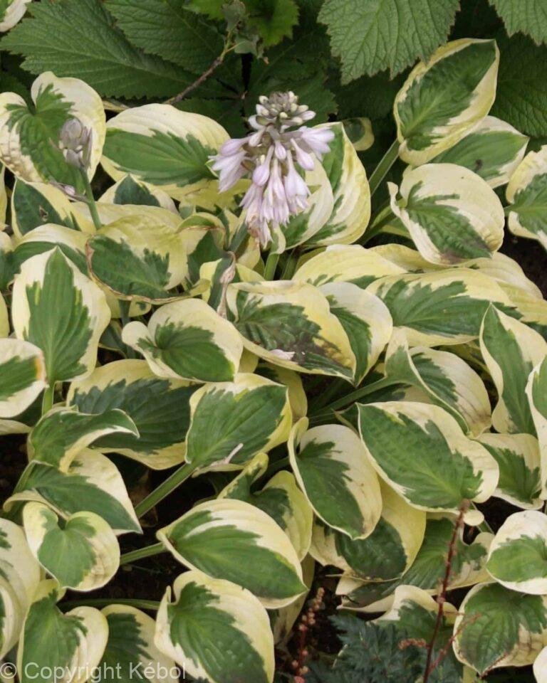 Hosta Brim Cup