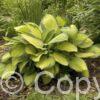 Hosta Gold Standard