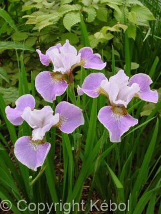 Iris Dance Ballerina Dance