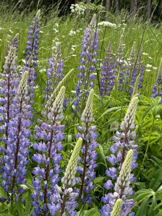 Lupine Blue