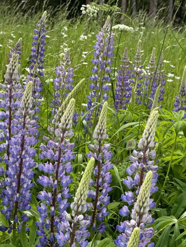 Lupine Blue
