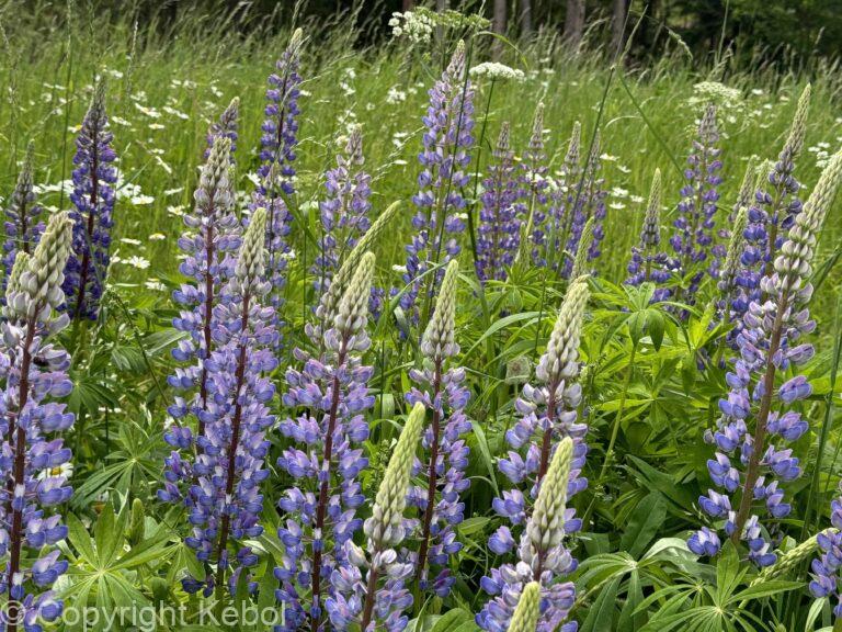 Lupine Blue