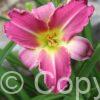 Hemerocallis Blue Sheen