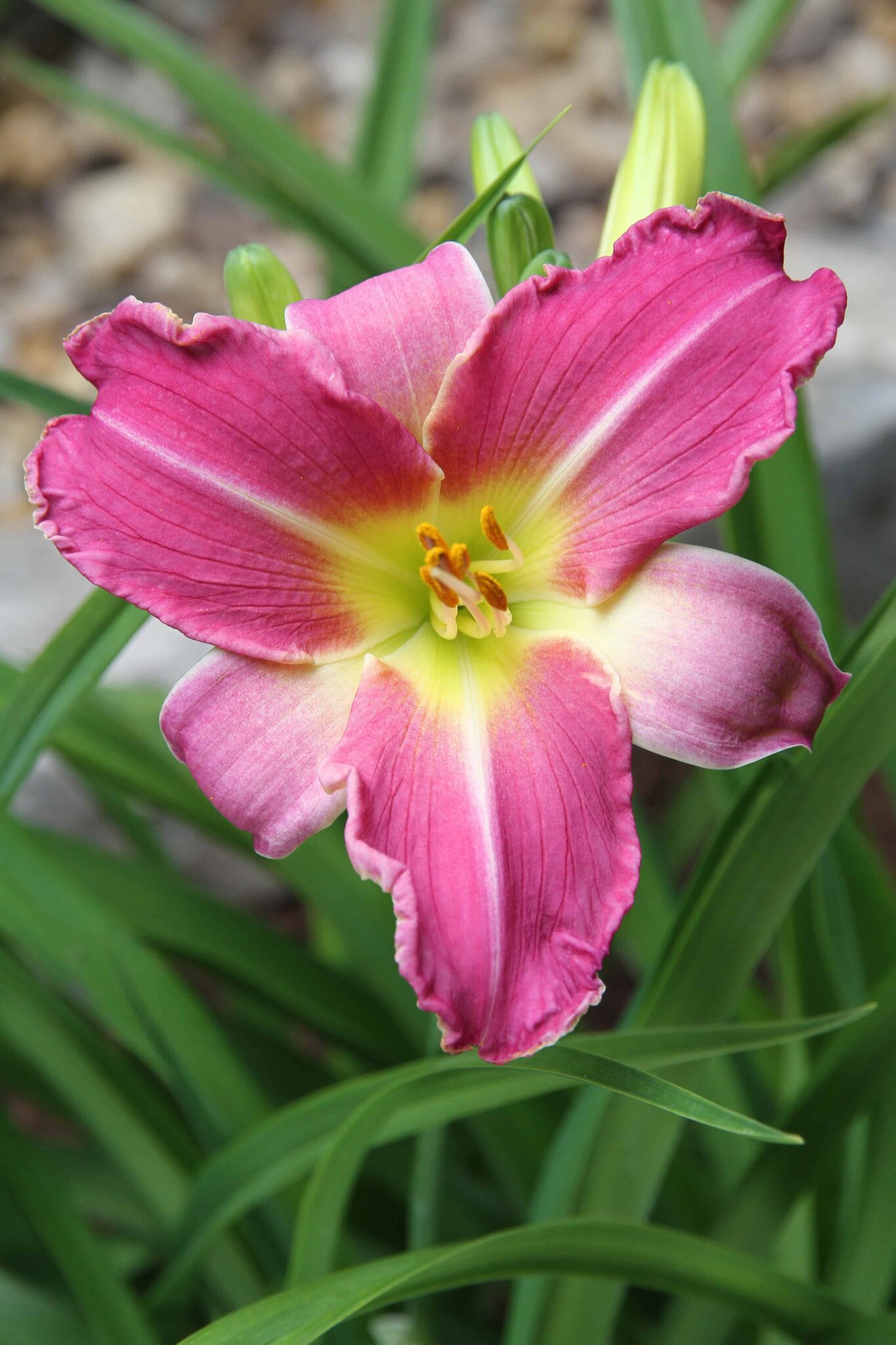 Hemerocallis Blue Sheen