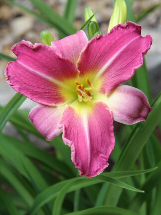 Hemerocallis Blue Sheen