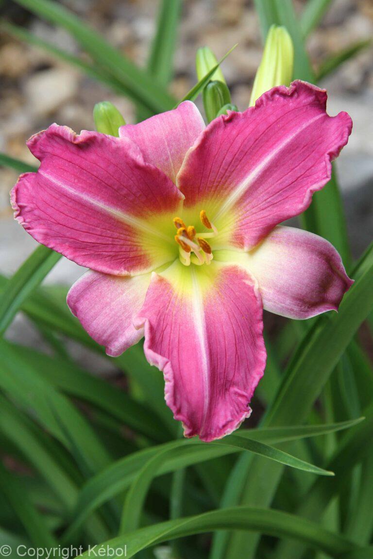 Hemerocallis Blue Sheen