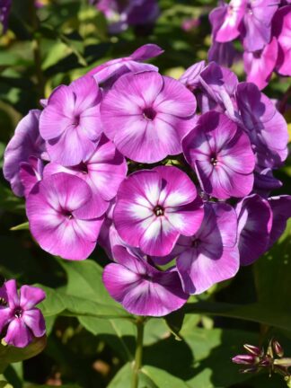Phlox Paniculata Laura