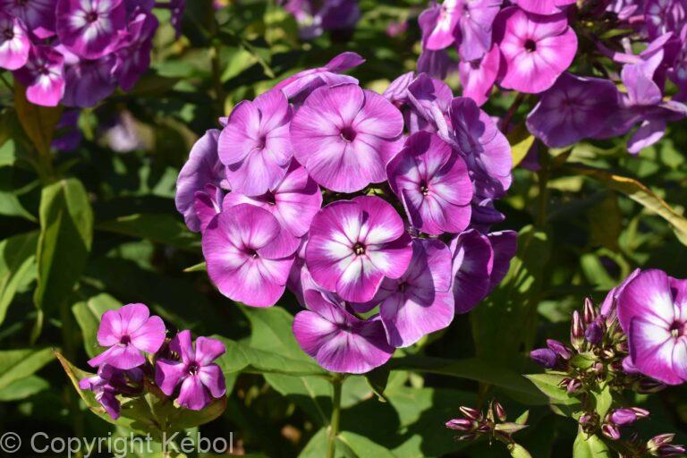 Phlox Paniculata Laura