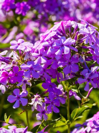Phlox Paniculata Amethyst