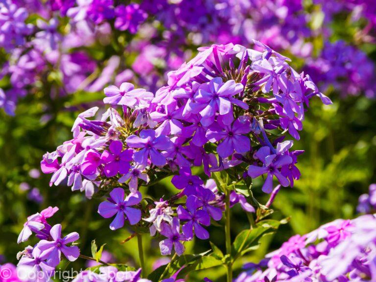 Phlox Paniculata Amethyst