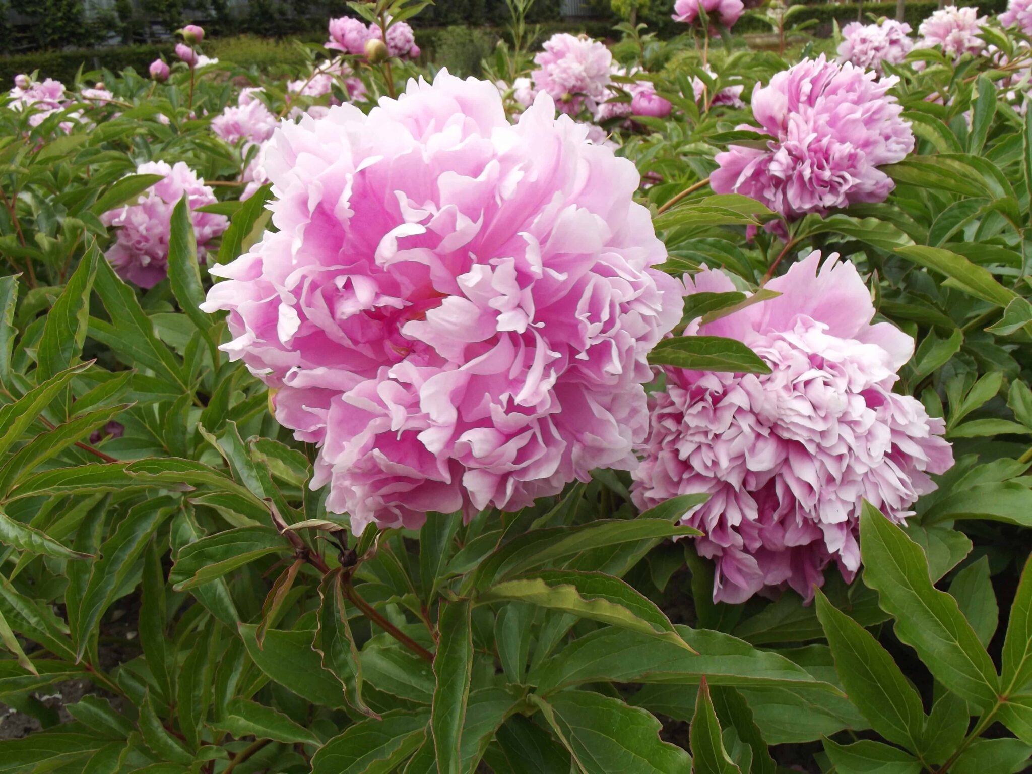 Paeonia Monsieur Jules Elie
