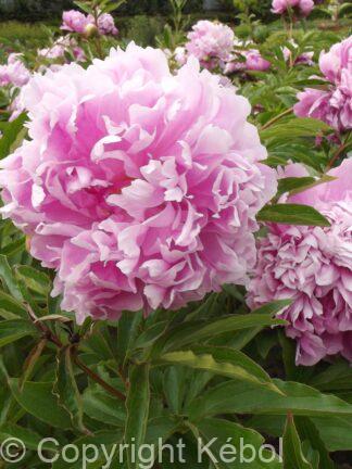 Paeonia Monsieur Jules Elie