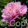 Paeonia Victoire de la Marne
