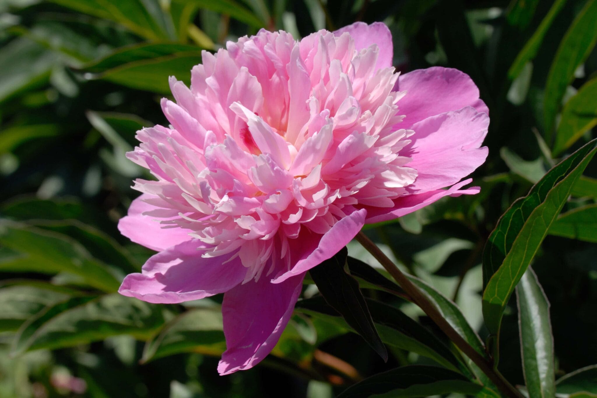 Paeonia Victoire de la Marne