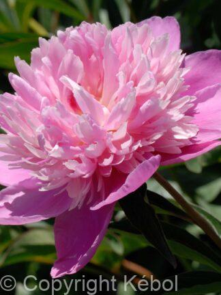 Paeonia Victoire de la Marne