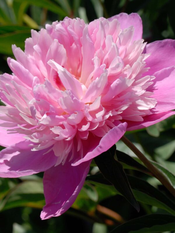 Paeonia Victoire de la Marne