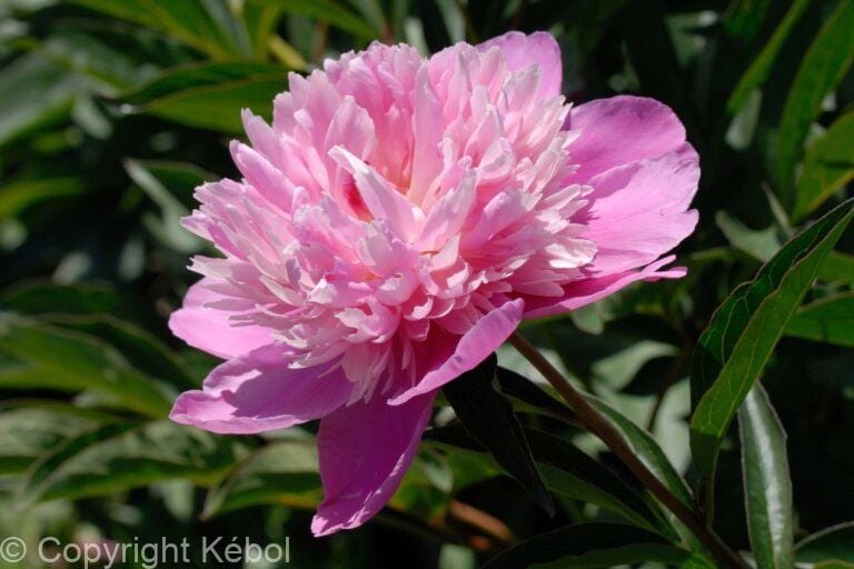 Paeonia Victoire de la Marne